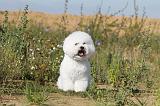 BICHON FRISE 224